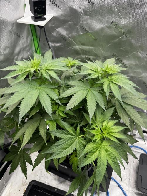 8 Sensible Seeds Bruce Banner 3 CBD. Week 5