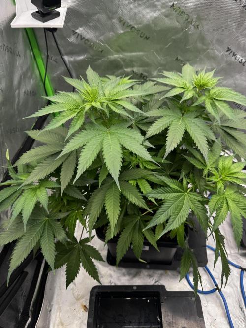 8 Sensible Seeds Bruce Banner 3 CBD. Week 5