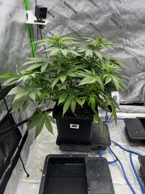 Bruce Banner #3 Fast. Week 5