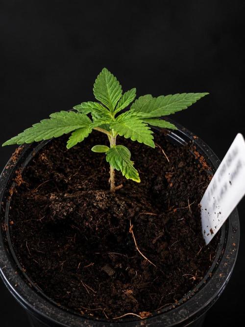 8 |  Serious Seeds | Beta Pink Kalimist. Week 1