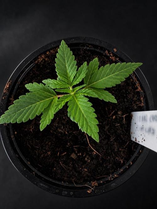 8 |  Serious Seeds | Beta Pink Kalimist. Week 1