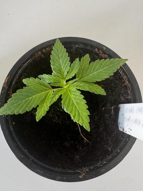 8 |  Serious Seeds | Beta Pink Kalimist. Week 1