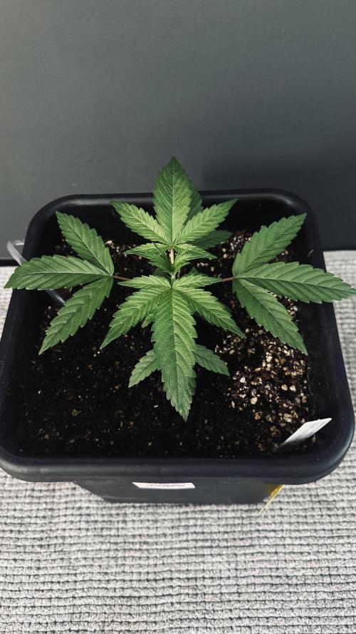 8 |  Serious Seeds | Beta Pink Kalimist. Week 2