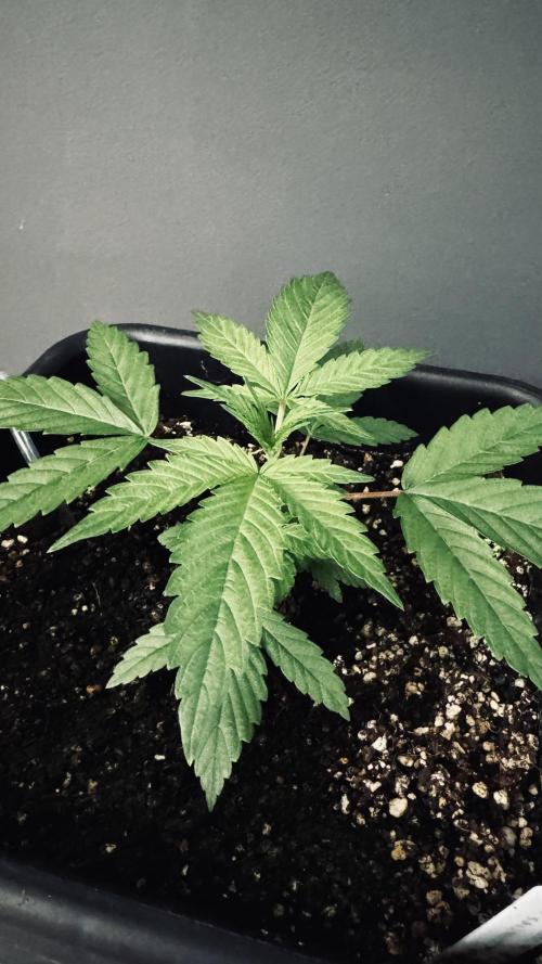 8 |  Serious Seeds | Beta Pink Kalimist. Week 2