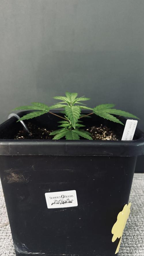 8 |  Serious Seeds | Beta Pink Kalimist. Week 2
