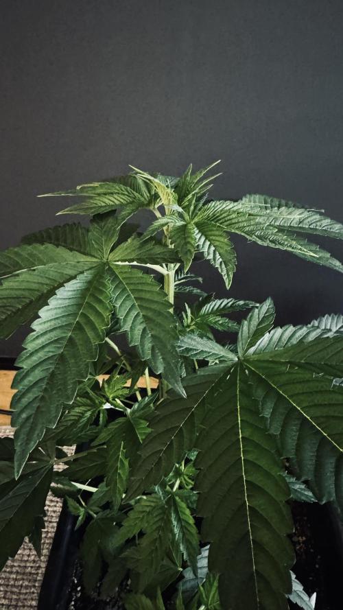 8 |  Serious Seeds | Beta Pink Kalimist. Week 3