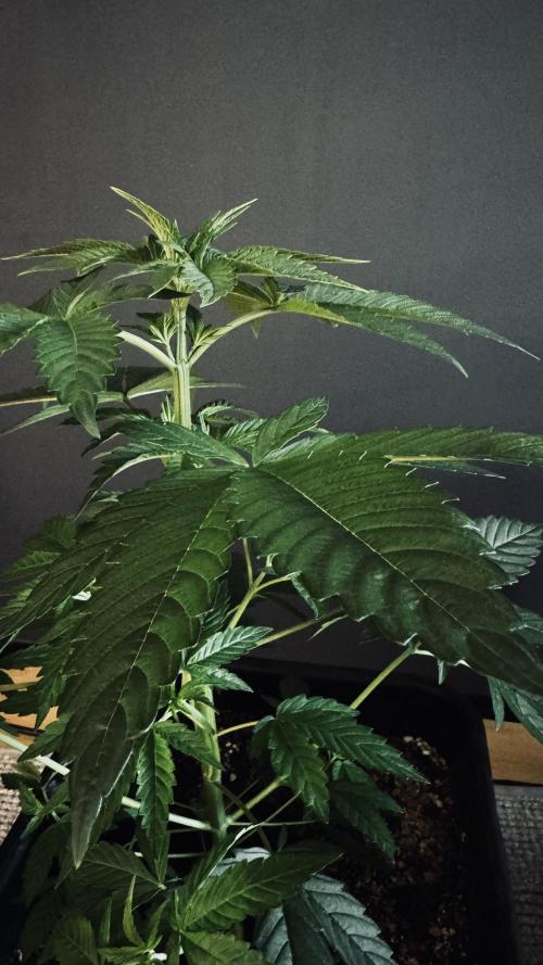 8 |  Serious Seeds | Beta Pink Kalimist. Week 3