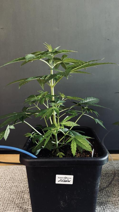 8 |  Serious Seeds | Beta Pink Kalimist. Week 3