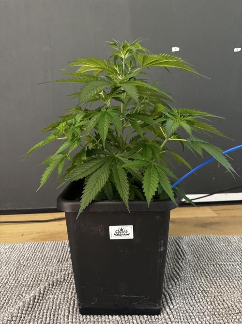 8 World of Seeds | Mongolia THC Free. Week 5
