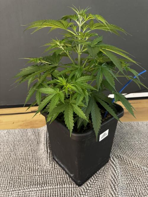 8 World of Seeds | Mongolia THC Free. Week 5