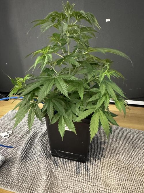 8 World of Seeds | Mongolia THC Free. Week 5