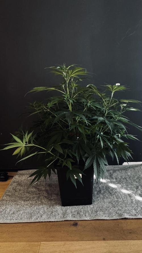 8 World of Seeds | Mongolia THC Free. Week 6
