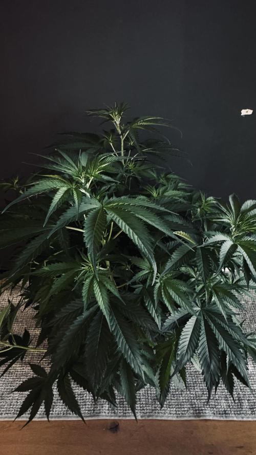 8 World of Seeds | Mongolia THC Free. Week 6