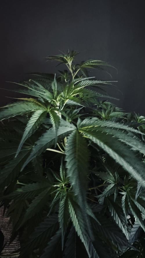 8 World of Seeds | Mongolia THC Free. Week 6