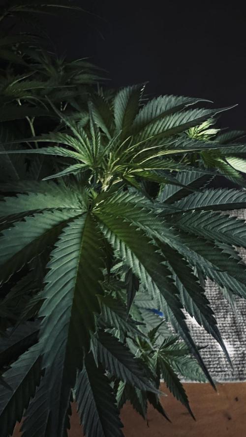 8 World of Seeds | Mongolia THC Free. Week 6