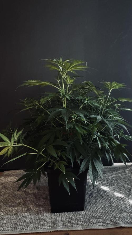 8 World of Seeds | Mongolia THC Free. Week 6