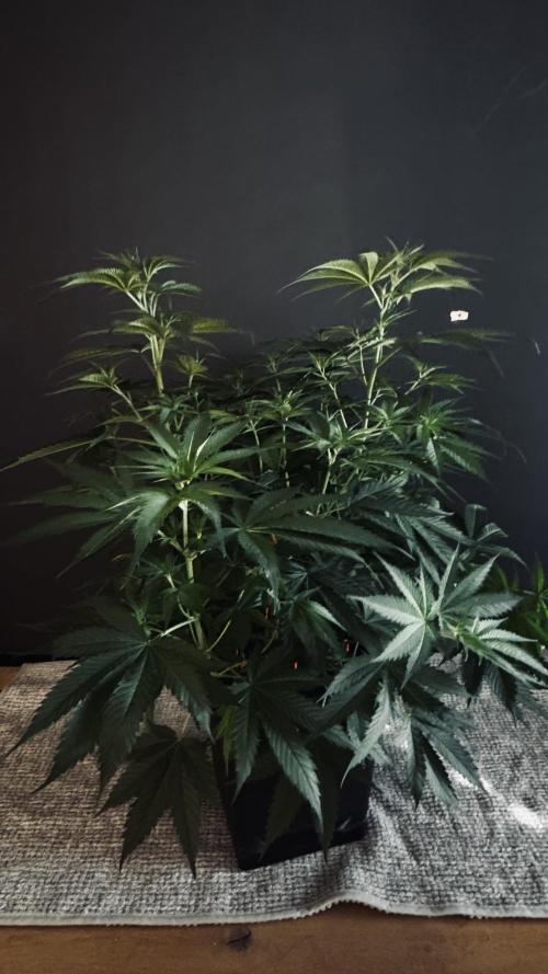 8 World of Seeds | Mongolia THC Free. Week 6
