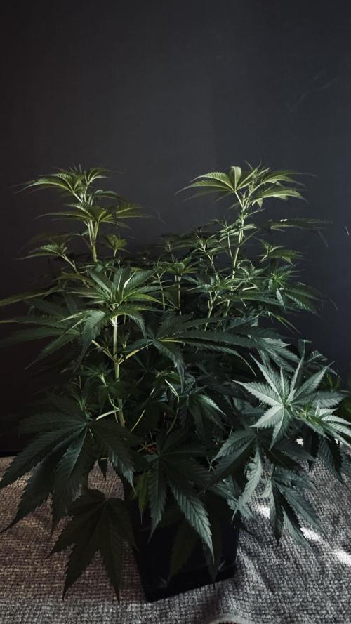 8 World of Seeds | Mongolia THC Free. Week 6