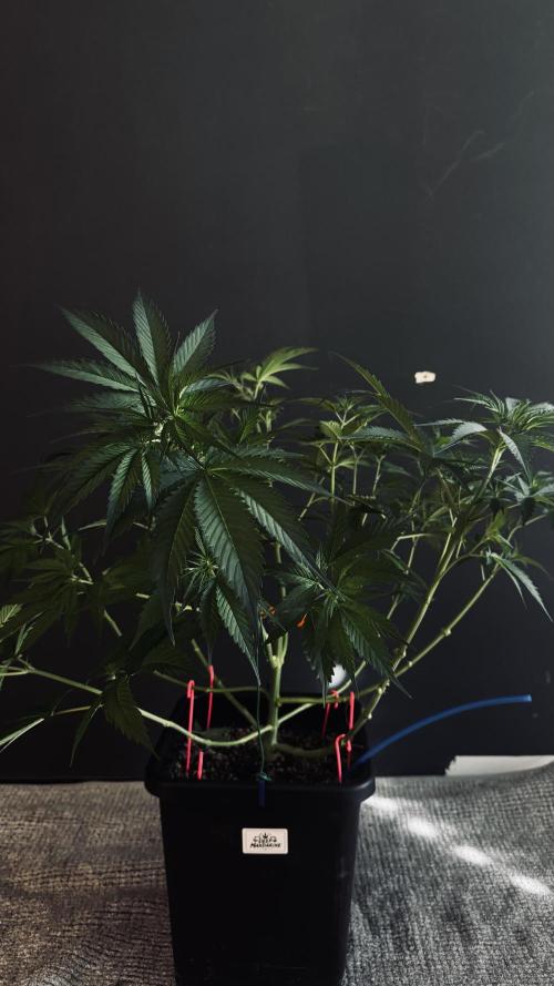 8 World of Seeds | Mongolia THC Free. Week 6