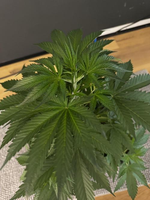 8 Delicious Seeds | Deep Mandarine. Week 4