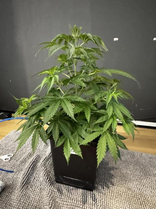 8 Delicious Seeds | Deep Mandarine. Week 4