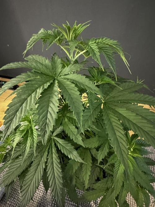 8 Delicious Seeds | Deep Mandarine. Week 4
