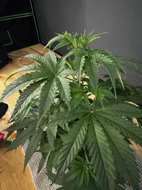 8 Delicious Seeds | Deep Mandarine. Week 4