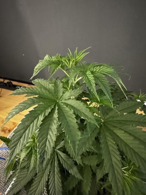 Grow Tent S108 120x120x80. Week 4