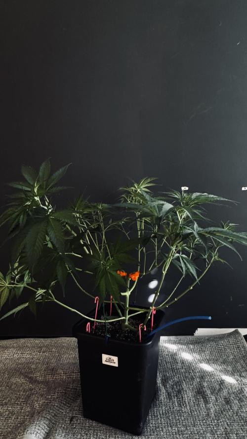 Grow Tent S108 120x120x80. Week 5