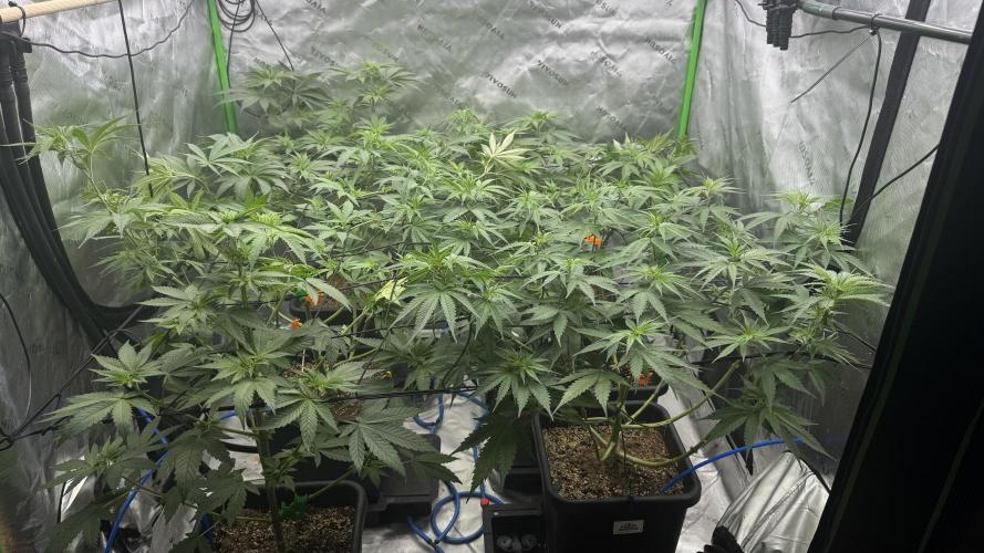 Grow Tent S108 120x120x80. Week 6