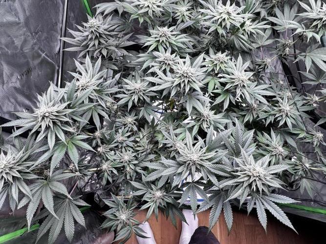Grow 6.3 | Mendo Dope Farms | Skoochie. Week 12