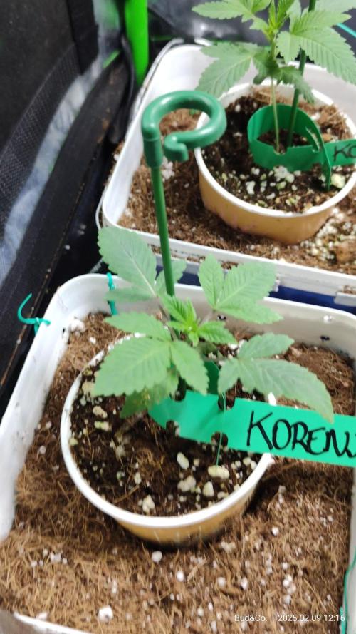 Bud&Co. - By CannaGrower (BR)