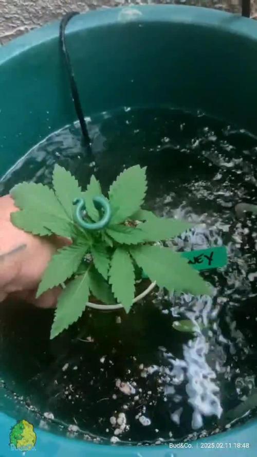 Bud&Co. - By CannaGrower (BR)