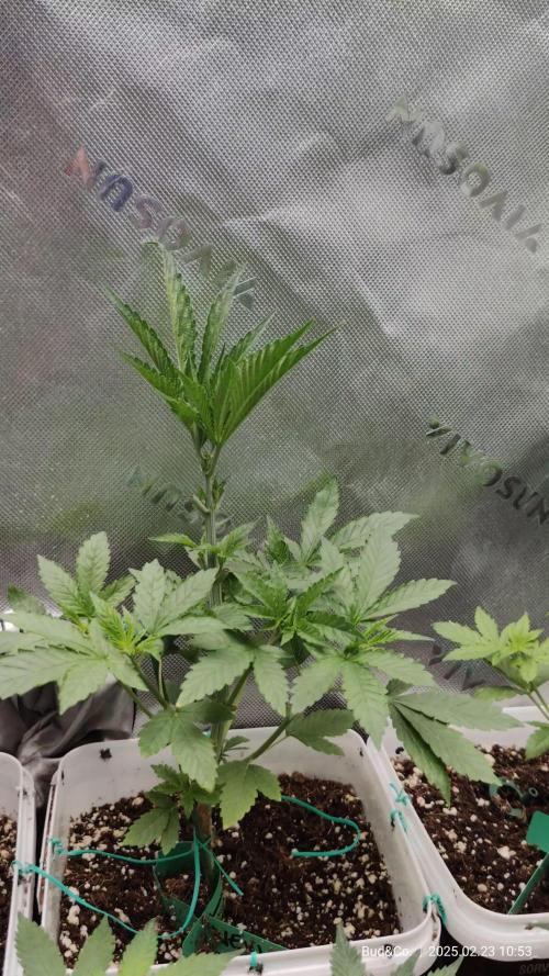 Bud&Co. - By CannaGrower (BR)