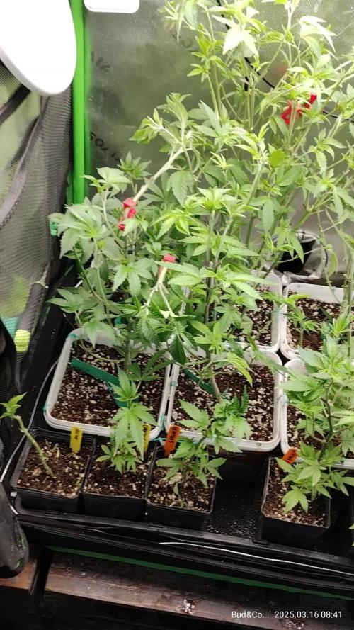 Bud&Co. - By CannaGrower (BR)