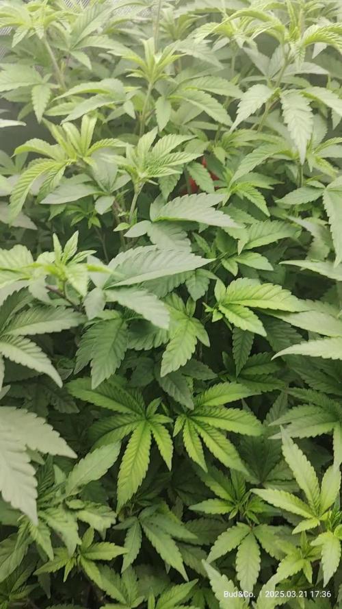 Bud&Co. - By CannaGrower (BR)