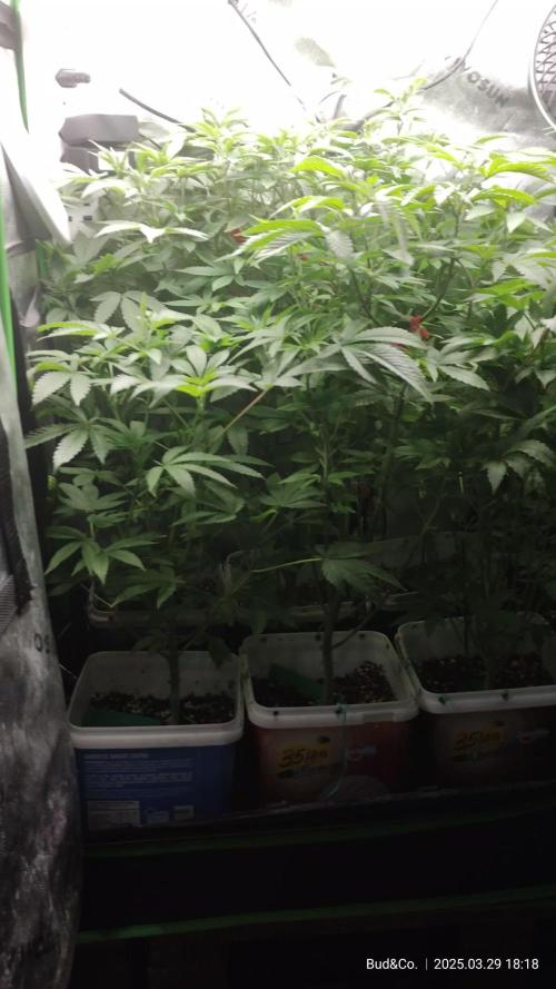 Bud&Co. - By CannaGrower (BR)