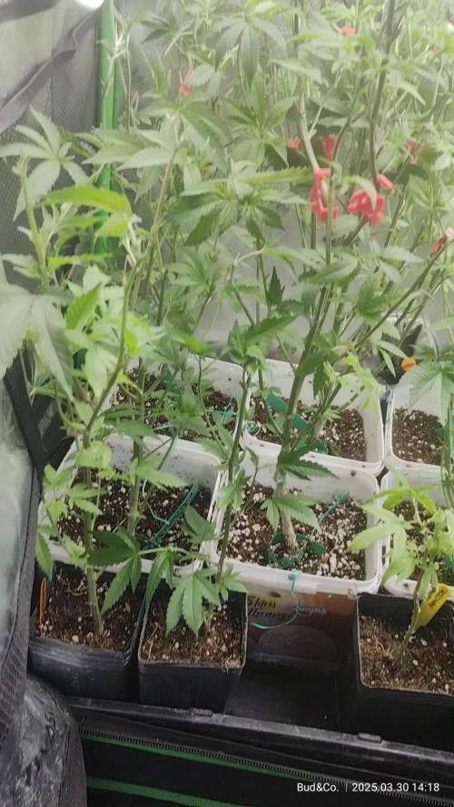 Bud&Co. - By CannaGrower (BR)