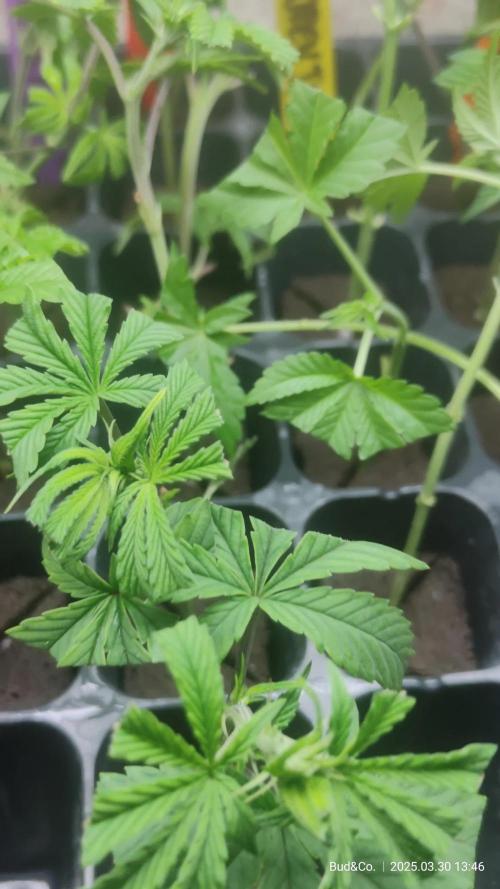 Bud&Co. - By CannaGrower (BR)