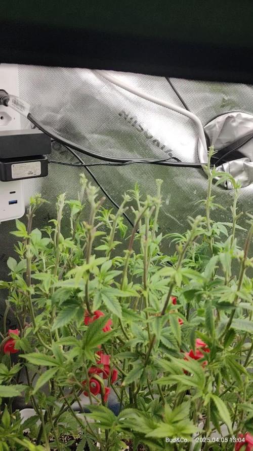 Bud&Co. - By CannaGrower (BR)