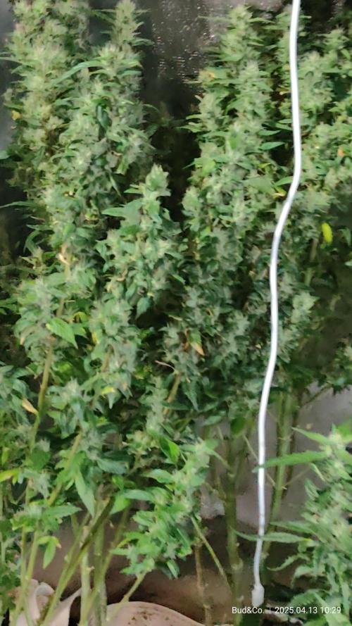 Bud&Co. - By CannaGrower (BR)