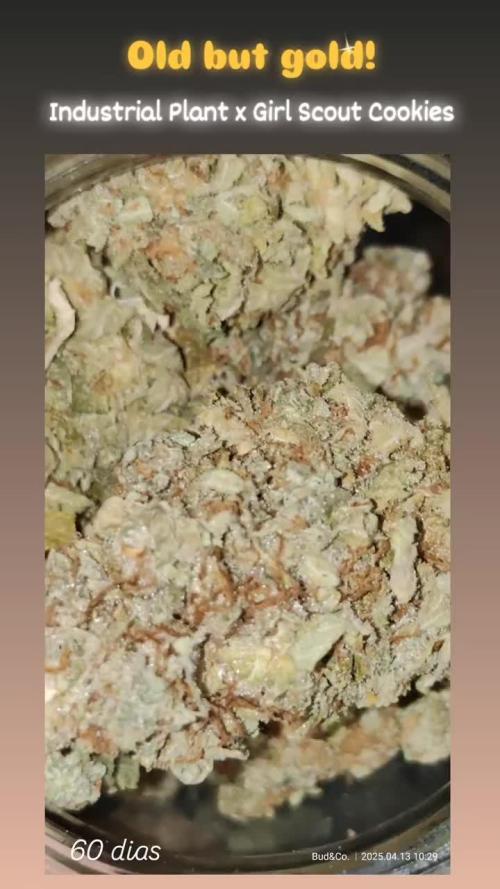 Bud&Co. - By CannaGrower (BR)