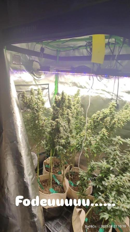 Bud&Co. - By CannaGrower (BR)