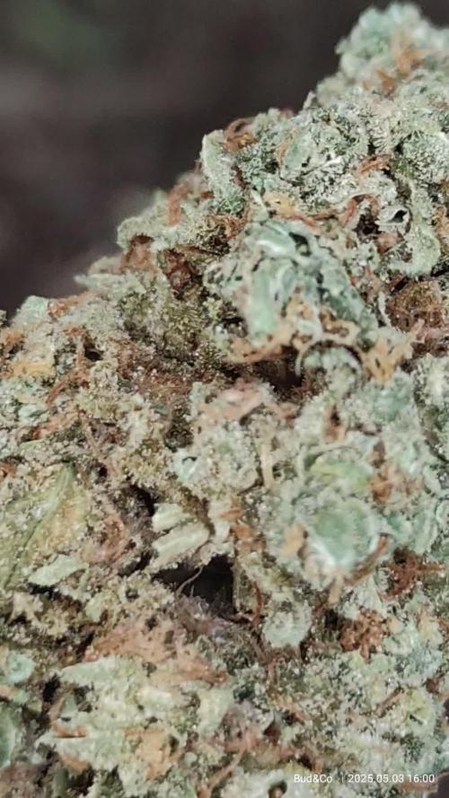 Bud&Co. - By CannaGrower (BR)