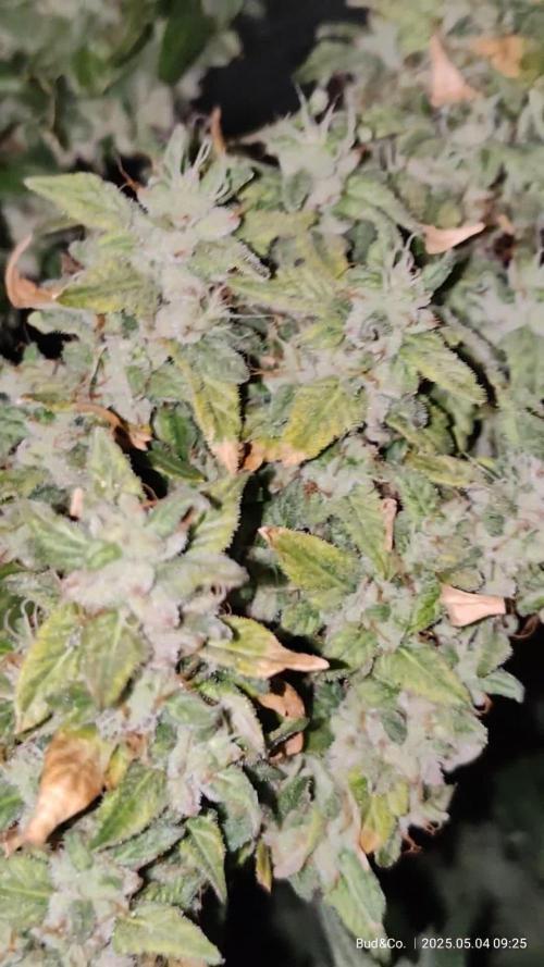 Bud&Co. - By CannaGrower (BR)