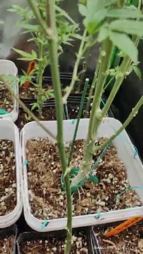 Bud&Co. - By CannaGrower (BR)