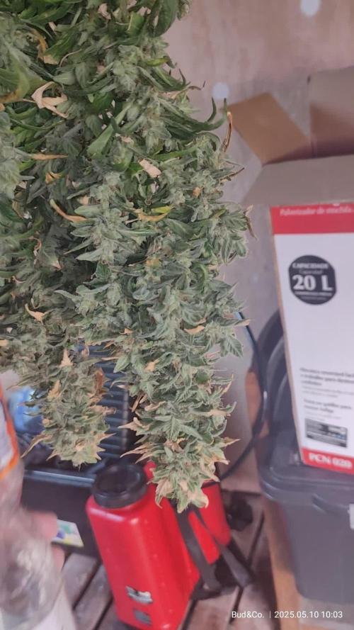 Bud&Co. - By CannaGrower (BR)