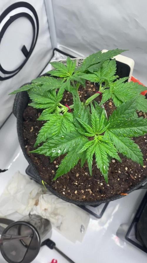 Cookies Gelato, Royal Runtz, Tropimango //RQS, Philosophers