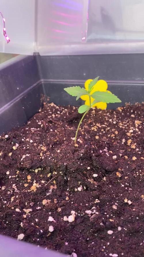 RQS Royal Creamatic Outdoor