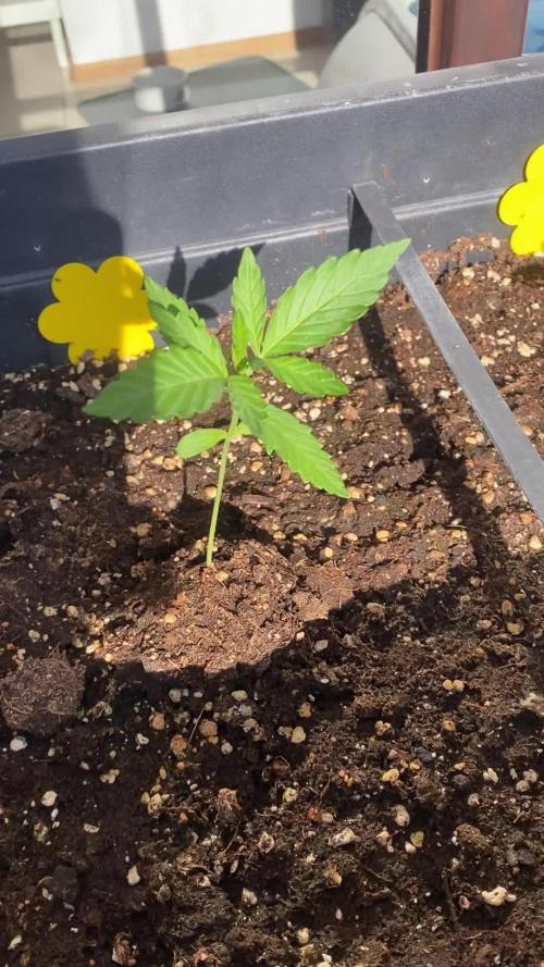 RQS Royal Creamatic Outdoor